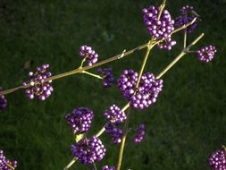 Beautiful plant with purple berries at green grass background