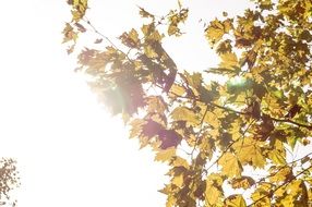 branch with yellow leaves in the rays of the sun