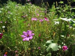 stunning wild flower