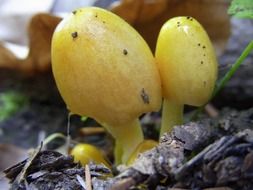 young mushrooms in the forest