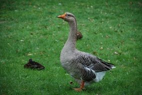 gray goose on a green meadow