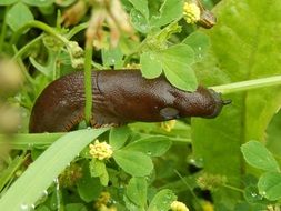brown slug on a green leaf