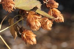 hops for making beer