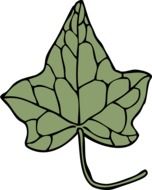 ivy leaf flora botany nature