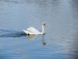 swimming white swan