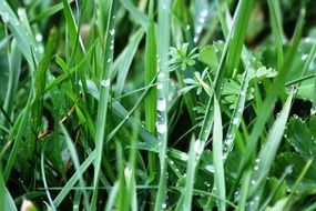 Drops of water on the green leaves on the meadow