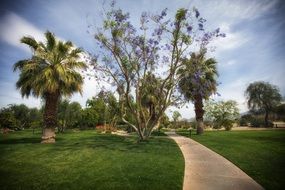 Beautiful , green and yellow palms in California park