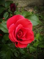red petals of the rose