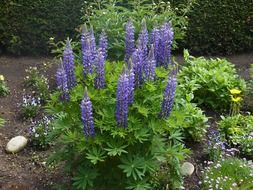 green lupine bush with blue flowers