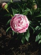 extraordinarily beautiful peony pink flower