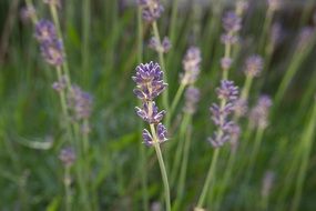 lavender in the meadow close up