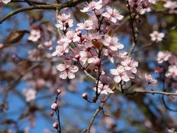 garden blossom in spring