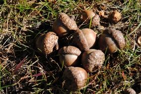acorns on the grass in autumn
