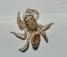 spider on a light surface close up
