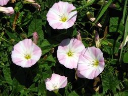 Picture of pink and white vetch blossoms
