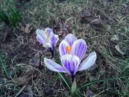 white-blue crocuses among dry grass