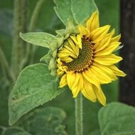 young sunflower with green leaves