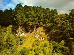 woods valley forest landscape