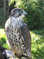beautiful gray predatory falcon
