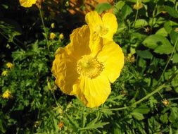 meconopsis cambrica welsh