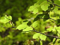 beech branch with green leaves at back light