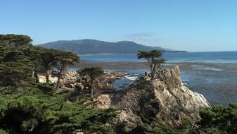 coast trees. california park