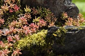 Small colorful flowers on a rock