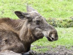 muzzle of a big moose close up