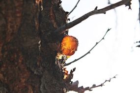 Golden resin on a tree trunk