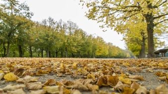 autumn landscape in the park