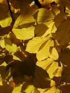 Autumn foliage on a sunny day