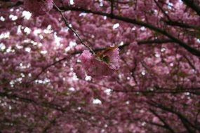 ornamental pink cherry tree