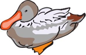 duck bird wildlife feather