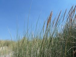 Dune grass on a sunny day