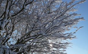 Lots of snow on a tree branches