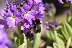 macro photo of hummel on purple flowers