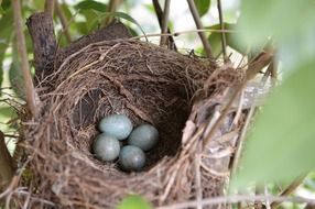 bluish eggs in bird's nest
