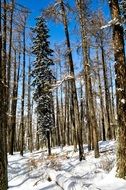 stunning landscape of trees in winter forest