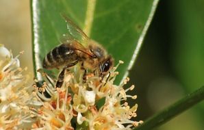 bee and extraordinarily beautiful flower b\\