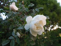 white rose on a bush