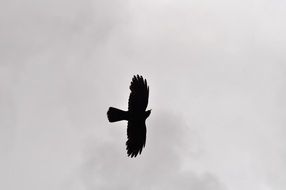 silhouette of a bird of prey under the clouds