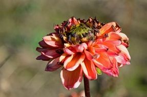 red dahlia flower close up