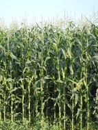 green stalks of corn in the field