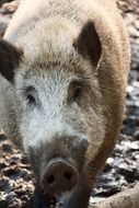 brown boar animal