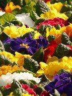 colorful blooming primroses