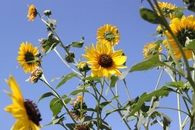 magical sunflower plant