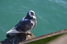 pigeon on wood water view