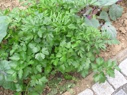 bush of parsley