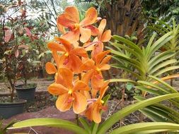 orange orchid close-up on a background of other plants