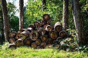 firewood in forest